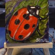 Steva coccinelle 2